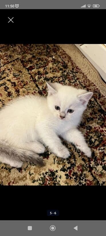 tap.az heyvanlar xacmaz: Erkək, Yaxşı əllərə, Ünvandan götürmə, Ödənişli çatdırılma — 10