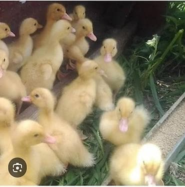 lal ördək qiyməti: Məhsul: Ördək balaları 15 qunlukduler biri 2 manatdir — 1