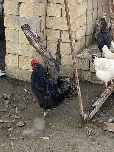 dana adları: Avstrolop xoruzları var 4 ədəd .Hamısını götürənə 30 dan veriləcək — 3