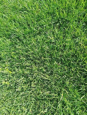 xan cinarı: Qazon Sifarişi — 2