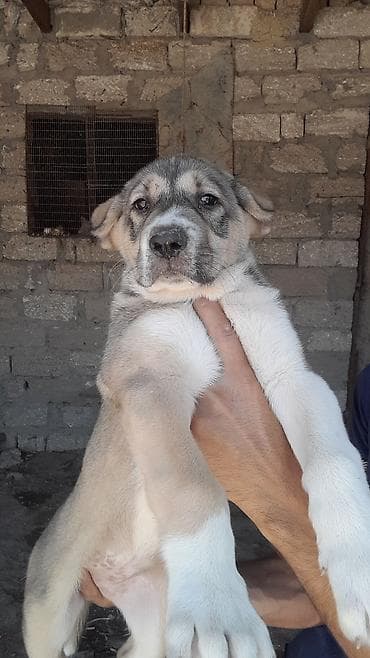 ata tingcilik: Alabay, 2 ay, Dişi, Peyvəndli, Ödənişli çatdırılma — 5