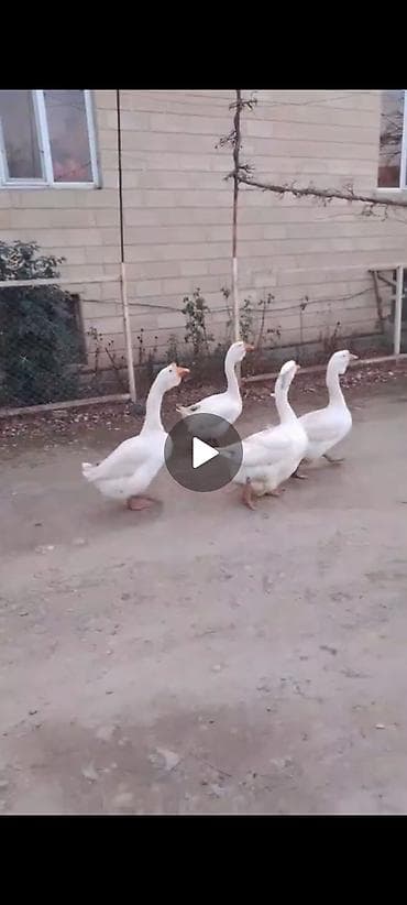 Xolmoqor dan dönmə qaz satılır atası linda olub qiyməti 75 manat