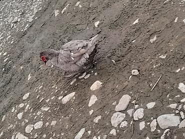 keçi satışı: Gordunuz Temiz lavanda xoruzlar satlir unvan şamaxidi gonderis var — 5