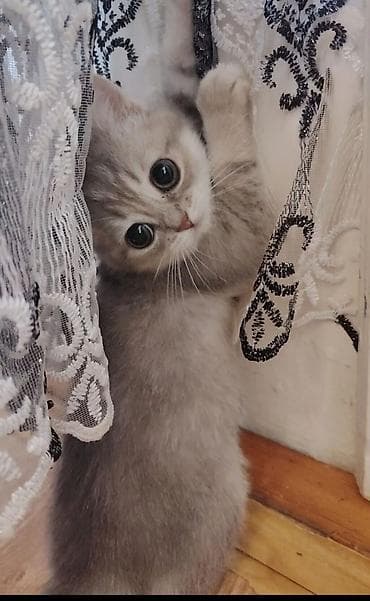 bala pişikler: Qızıl şinşilla, Dişi, Yaxşı əllərə, Ünvandan götürmə — 3