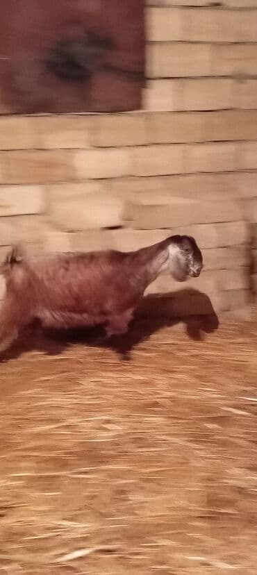 Gəmiricilər: Super təmiz qan hələb keçisi. Birinci qarın doğacaq İNŞƏALLAH. Başı — 2