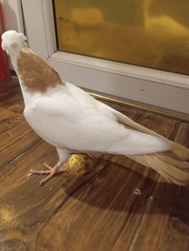 tap az goyercin satisi: Cins: göyərçini Rəng: Sarı boynuĝüllü desde kekilli boyun pecat — 10