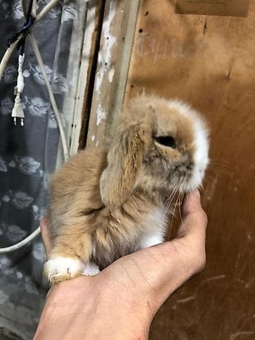 Heyvanlar: 4 eded Qulaqi Sallag dekorativ karlik dovsan evde saxlamali — 1