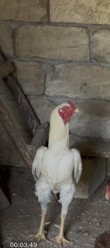 HEYRATI-Təmiz qan döllük ağır çəki meydan heyvanları 350 azn real