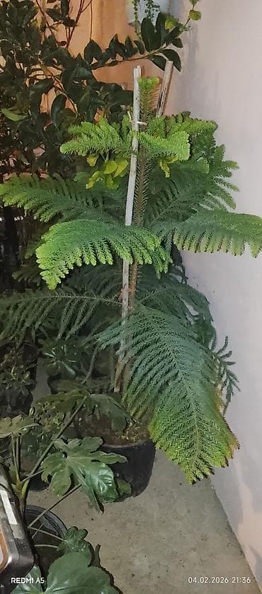 limon agaci satilir: Lənkaran dan Dekrativ Ev ve Həyət Güllerinin Satışı Bütün Bölgələrə — 1