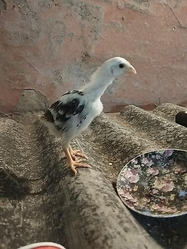 gəncə toyuq satan: Məhsul: Uzunboyun, iri cüssəli xoruz Təsvir: - Tip: Yerli döyüş/Asil — 9