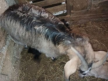 keçi dişi: Məhsul: Balalı keçi Təsvir: - Balalar mart ayının 17-si doğulub.1 — 9