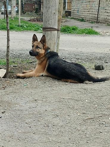 çoban iti satisi: Alman çoban iti — 1