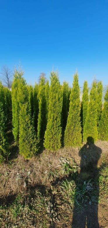 bonsai ağacı haqqında məlumat: Hər növ dekorativ ağac və güllərin satışı 🔵Sifarişlərini çatdırılması — 2