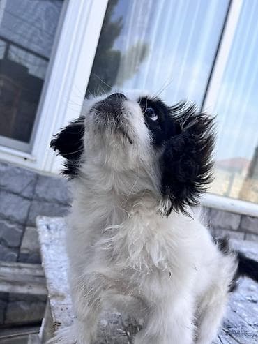 sabuncu heyvan bazari: Pekines, 4 ay, Erkek, Peyvəndli — 8