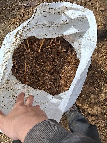 torpaq peyin: Gubre istiyenler ücün ideal peyin inek peyinidir coxdanın peyinidir — 2