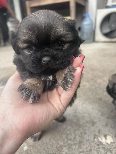 Pekines, 1 ay lalafo.az -da Pekines, 1 ay