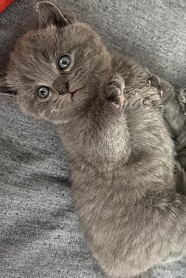 Britan, Erkək, Dişi, Yaxşı əllərə, Ünvandan götürmə lalafo.az -da Britan, Erkək, Dişi, Yaxşı əllərə, Ünvandan götürmə