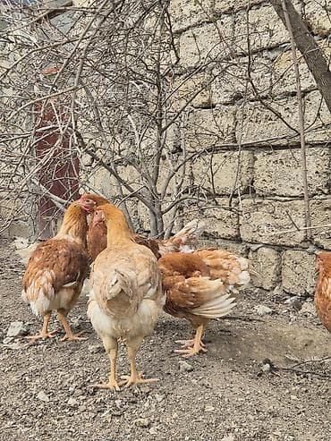 Heyvanlar üçün mallar: Toyuq, Yumurtalıq, Ünvandan götürmə — 7