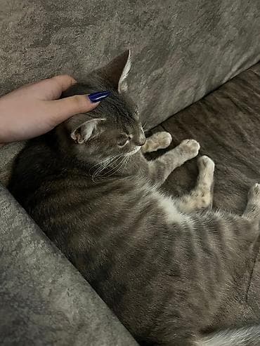 мощный игрушечный пистолет: Boz rəngli, zolaqlı ev pişiyi üçün tam dəst aksesuarlar Paketə — 3