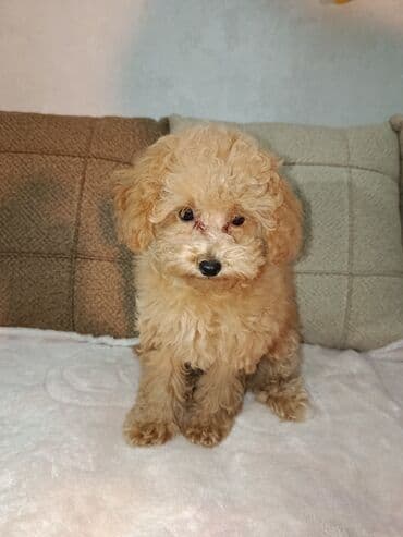 щенок в хорошие руки: Пудель, 3 месяца, Самка, С прививками, Самовывоз — 6