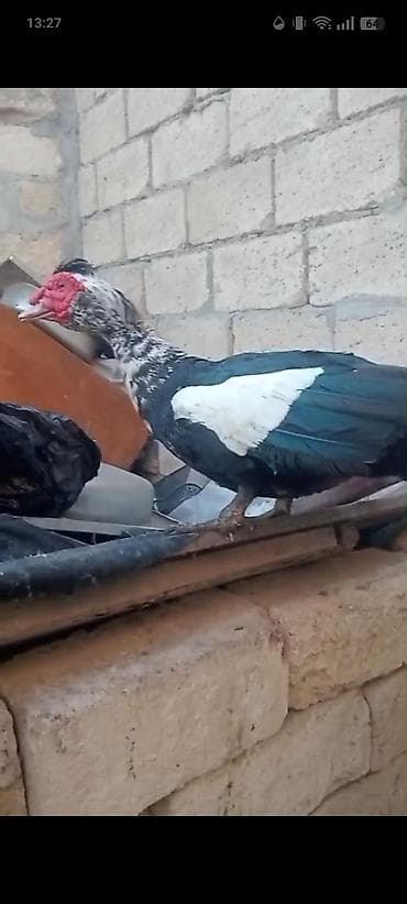 tutuquşu satışı: Qaz,ördek,xoruz satılır.ordekler Lal ve seslidir. tek tek de satılır — 3