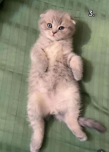 Şotland yastı qulaq