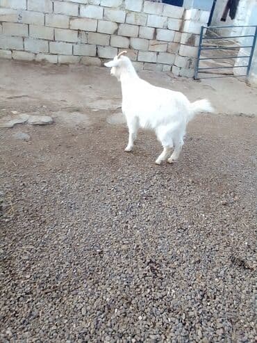 Коровы, быки: Boğazdır dişi sani çəpiş satılır istəyən olsa yazsın video sun atım — 2