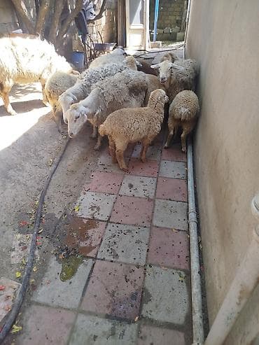 Qoyun və quzular – yerli təsərrüfatdan - Növ: yerli cins qoyunlar və