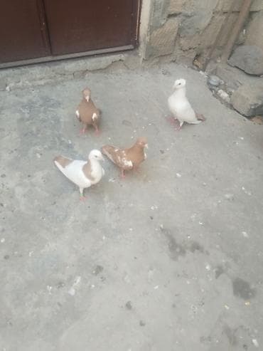 Satılır gəncə 50 manata — 4