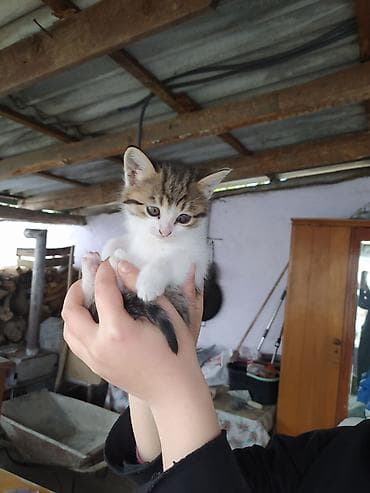 itlerin satisi ve qiymetleri: Yaxşı əllərə — 3