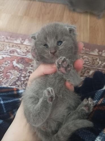 Шотладская вислоухая