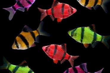 baliq akvarium satisi: Sülhsevər, Ödənişli çatdırılma — 1