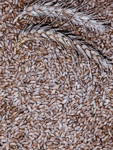 bugda toxumu: Ə’la növ buğda yemlik ve toxumluq satılır. 🔹 Yem kimi yüksək protein — 4