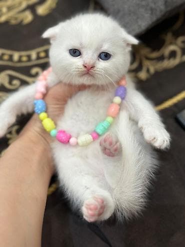 Şotland yastı qulaq