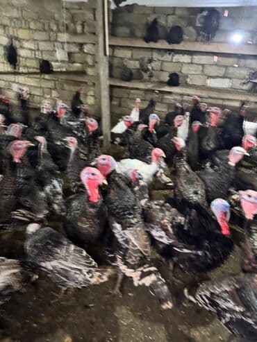 K/t heyvanları və malları: Məhsul: Hinduşka sürüsü Təsvir: - Şəkillərdə gördüyünüz damazlıq — 10