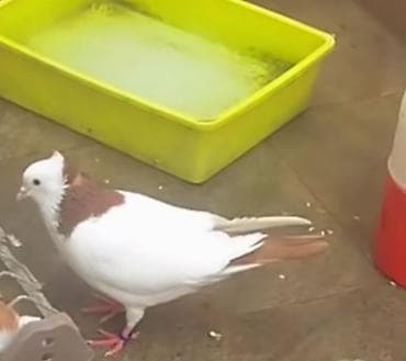 takla goyercin: ERKEY QIRMIZI BOYUN QIRMIZI QUYRUQ DESTE SAĞLAM HEYVANDİ QIZĞIN REAL — 2