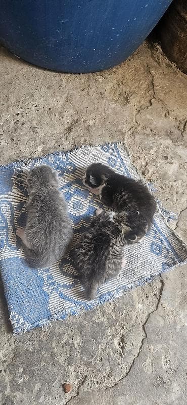 sort pisikler: Yaxşı əllərə — 3