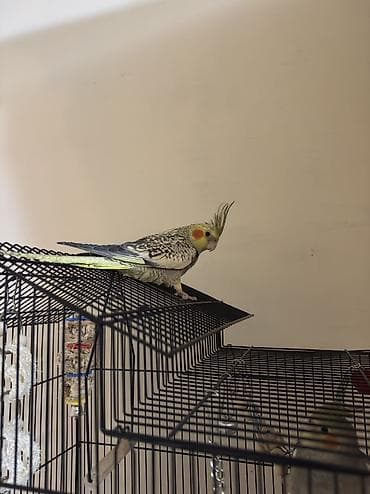 papuqay quş: AĞCABƏDİ RAYONU ÖZ YETİŞDİRDİYİMİZ BALA 2 AYLIQ XORUZ ƏLƏ TAM — 3