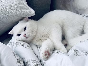 sallaq qulaq pişik: Şotland yastı qulaq, Erkək, Cütləşmə üçün — 2