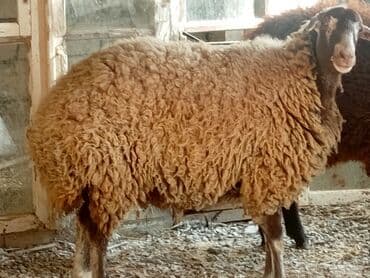 pişiklər üçün bit dərmanı: Dişi, Qala, il: 1, 50 kq, Damazlıq, Ünvandan götürmə — 4