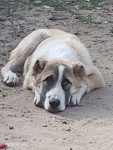 zvanok it satilir: Alabay, 5 ay, Erkek, Peyvəndli, Ünvandan götürmə — 3