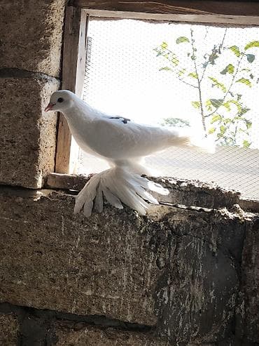 tap.az heyvanlar quba: Oynaq quşdu çox iri lələkli — 1