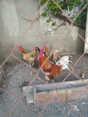 kend toyuqu: Toyuq, Damazlıq — 3