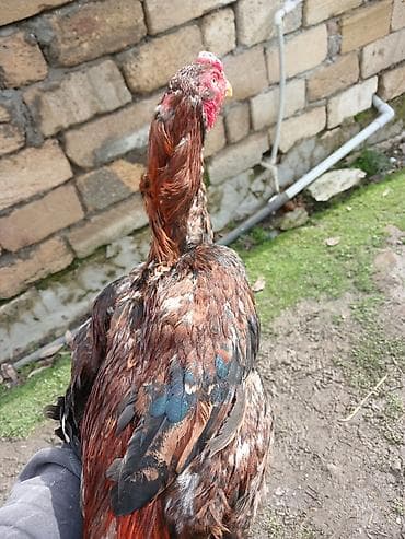 kənd cuceleri: Xoruz, il: <1 — 3