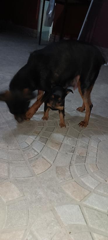 karlik pudel satisi: Miniatür pinçer, 1 ay, Dişi — 5