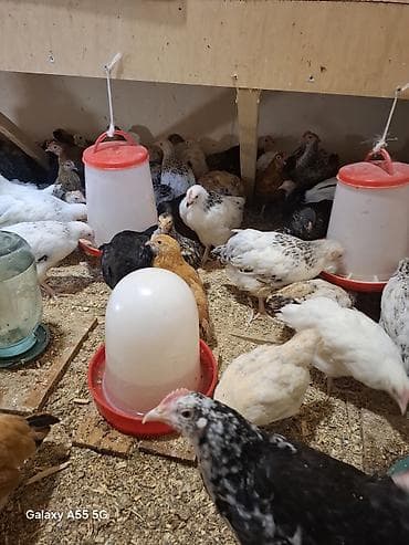 cücə satışı 2023: Toyuq cücələri, Ətlik — 3