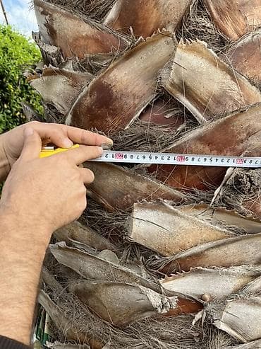 декор дерево: Məhsul: Dekorativ palma ağacı (Washingtonia robusta tipli fan-palma) — 4