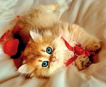 sirin pisik sekilleri: Erkək, Ünvandan götürmə — 10