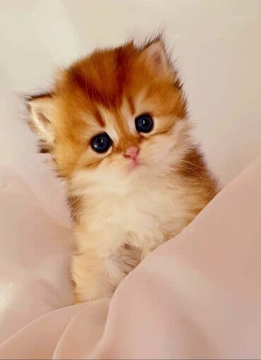 pişik üçün oyuncaq: Qızıl şinşilla, Erkək, Dişi, Yaxşı əllərə, Ünvandan götürmə, Pulsuz çatdırılma, Ödənişli çatdırılma — 3