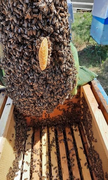 Tebii bal 100% Toptan qiymete verilir razilashma yolu ile kim